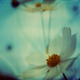 Illustration for article titled Polaroid SX-70: The Joy of Instant Photography Before Digital
